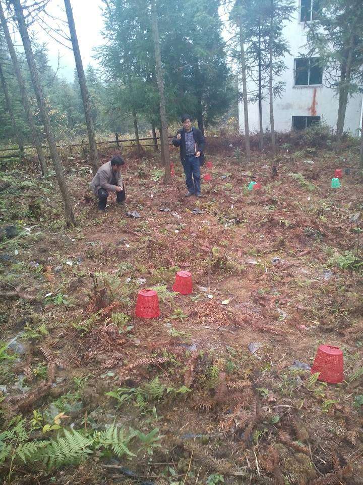 与西南大学开展杜鹃培育